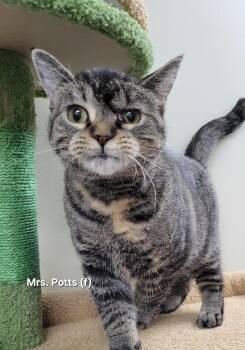 Rescue Domestic Short Hair Cats for Adoption in Mazon, Illinois - Mrs. Potts | PetCurious