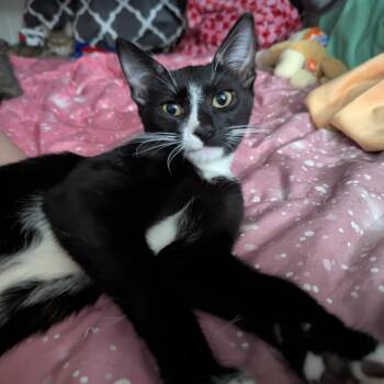 Rescue Tuxedo and Domestic Short Hair Cats for Adoption in Antioch, California - Thor | PetCurious