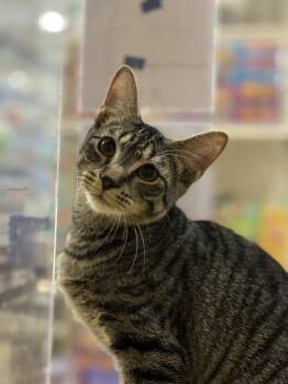 Rescue American Shorthair Cats for Adoption in Charlotte, North Carolina - The Three Musketeers!!  Yoshi, Bowser & Crash | PetCurious