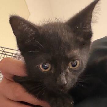 Nala -  Domestic Short Hair Cat for Adoption in Bronson, Florida - Nala | PetCurious