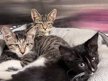 SLICE -  Domestic Short Hair Cat for Adoption in Tustin, California - SLICE | PetCurious