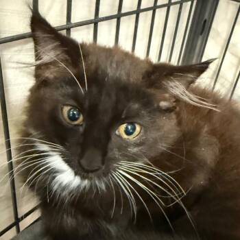 Kolby -  Domestic Short Hair Cat for Adoption in Port Charlotte, Florida - Kolby | PetCurious
