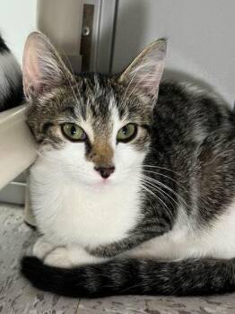 Squash -  Domestic Short Hair Cat for Adoption in Elmira, New York - Squash | PetCurious