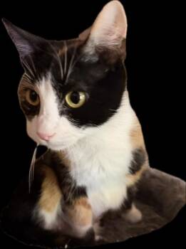 Geneva -  Domestic Short Hair Cat for Adoption in Camp Hill, Pennsylvania - Geneva | PetCurious