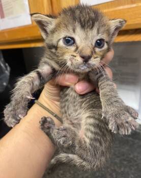 Rescue Domestic Short Hair Cats for Adoption in Lockhart, Texas - Pumpkin | PetCurious