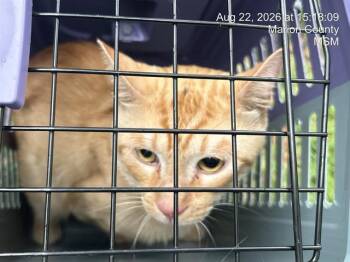 FROTO -  Domestic Short Hair Cat for Adoption in Ocala, Florida - FROTO | PetCurious