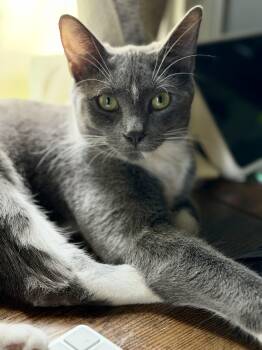 Opal -  Domestic Short Hair Cat Available for Adoption in Decatur, Illinois - Opal | PetCurious