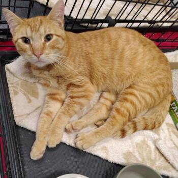 Stepper -  Domestic Short Hair Cat for Adoption in Coos Bay, Oregon - Stepper | PetCurious