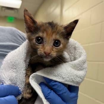 Sourdough 7925 -  Domestic Short Hair Cat for Adoption in Columbus, Georgia - Sourdough 7925 | PetCurious