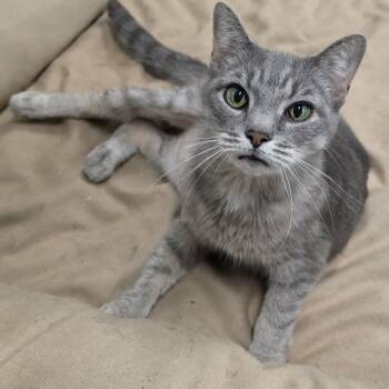 Saffron, Sweet Kitty Girl -  Domestic Short Hair Cat for Adoption in Meriden, Connecticut - Saffron, Sweet Kitty Girl | PetCurious