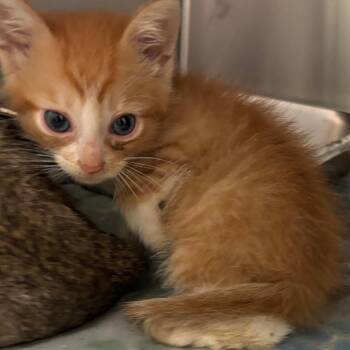 Jean-Bob -  Domestic Short Hair Cat for Adoption in Columbus, Georgia - Jean-Bob | PetCurious