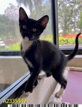 NORM -  Domestic Short Hair Cat for Adoption in West Palm Beach, Florida - NORM | PetCurious