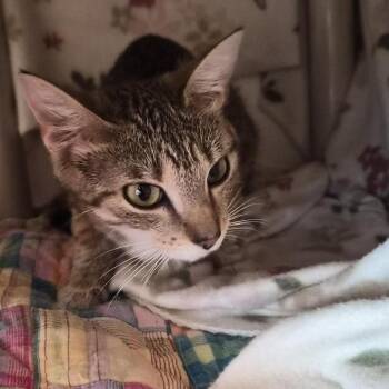 Frances -  Domestic Short Hair Cat for Adoption in Bentonville, Arkansas - Frances | PetCurious