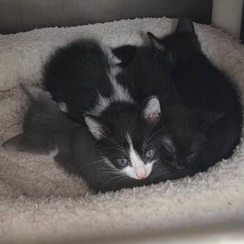Brie -  Domestic Short Hair Cat for Adoption in Sand Springs, Oklahoma - Brie | PetCurious