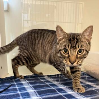 Domestic Short Hair Cats Available for Adoption - Winx | PetCurious