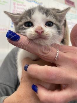 Rescue Domestic Short Hair Cats for Adoption in Pomona, New York - Tiger Eye | PetCurious