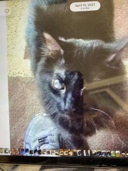 Star baby -  Domestic Long Hair Cat for Adoption in Salisbury, North Carolina - Star Baby | PetCurious
