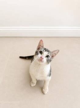 Dingaroo -  Domestic Short Hair Cat for Adoption in Boca Raton, Florida - Dingaroo | PetCurious