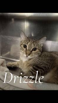 Domestic Short Hair Cats Available for Adoption in Cambridge, Maryland - Drizzle | PetCurious