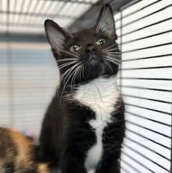 Sebastian -  Domestic Short Hair Cat for Adoption in Stafford, Virginia - Sebastian | PetCurious