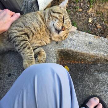 Big Papa -  Domestic Short Hair Cat for Adoption in Chattanooga, Tennessee - Big Papa | PetCurious