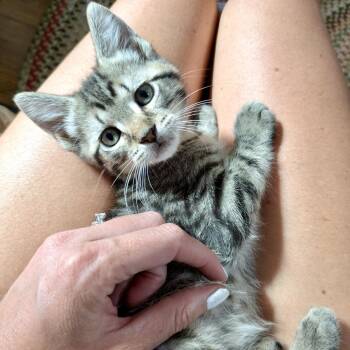 Sparkles -  Domestic Short Hair Cat for Adoption in Neffsville, Pennsylvania - Sparkles | PetCurious
