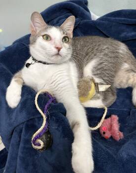 Rescue Domestic Short Hair Cats for Adoption in Brooksville, Florida - Dobby | PetCurious