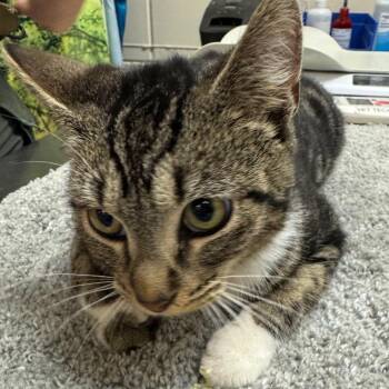 Domestic Short Hair Cats Available for Adoption - Asher | PetCurious