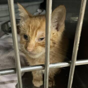 Candle -  Domestic Short Hair Cat for Adoption in Saint Joseph, Missouri - Candle | PetCurious