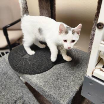 Rescue Domestic Short Hair Cats for Adoption in Waupun, Wisconsin - Kamdyn | PetCurious