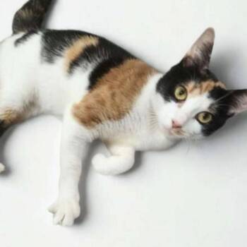 Calico Cats Available for Adoption in Miami, Florida - Hazel | PetCurious
