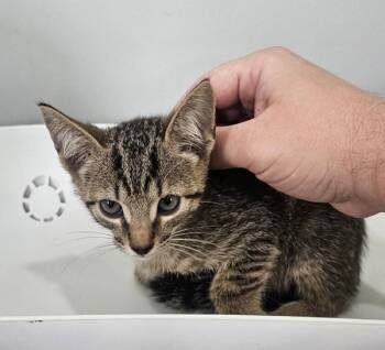 Reaper -  Domestic Short Hair Cat for Adoption in Cleveland, Tennessee - Reaper | PetCurious
