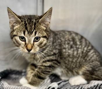 Rescue Domestic Short Hair Cats for Adoption in Danielsville, Georgia - PotPie | PetCurious