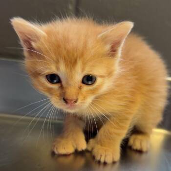 TUSC-Stray-84482 -  Domestic Short Hair Cat for Adoption in Tuscaloosa, Alabama - TUSC-Stray-84482 | PetCurious