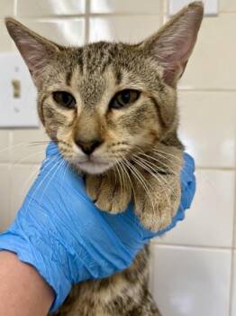 Sister -  Domestic Short Hair Cat for Adoption in San Antonio, Texas - Sister | PetCurious