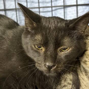 Sonic -  Domestic Short Hair Cat for Adoption in New York, New York - Sonic | PetCurious