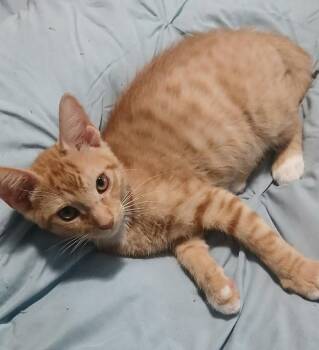 Yamchi -  Domestic Short Hair Cat for Adoption in St. Cloud, Florida - Yamchi | PetCurious