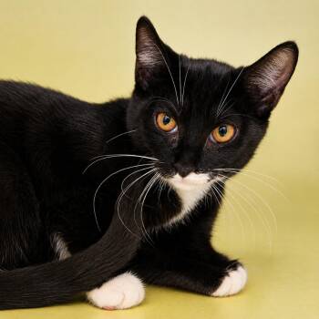 Bop -  Domestic Short Hair Cat for Adoption in Pontiac, Michigan - Bop | PetCurious