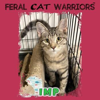 Imp -  Domestic Short Hair Cat for Adoption in Squamish, British Columbia - Imp | PetCurious