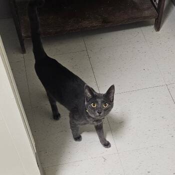 Rescue Domestic Short Hair Cats for Adoption in Midland, Texas - Indigo | PetCurious