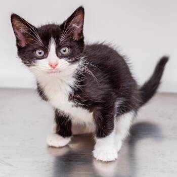 Rescue Domestic Short Hair Cats for Adoption in Hattiesburg, Mississippi - Ghost | PetCurious