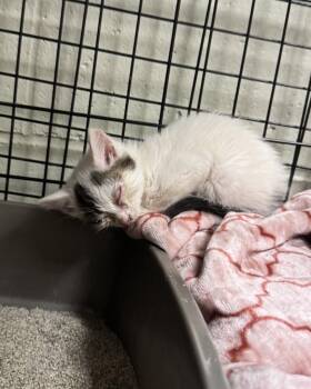 Domestic Short Hair Cats Available for Adoption in Saint Clairsville, Ohio - Stevi | PetCurious