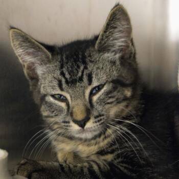 Tiger Mountain -  Domestic Short Hair Cat for Adoption in Seattle, Washington - Tiger Mountain | PetCurious