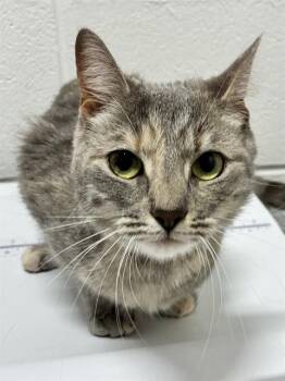 HONOR -  Domestic Short Hair Cat for Adoption - HONOR | PetCurious