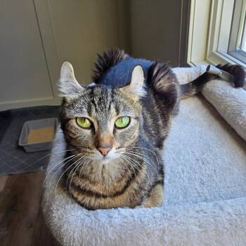 American Curl and Tabby Cats Available for Adoption in Rochester Hills, Michigan - Mai Tai | PetCurious