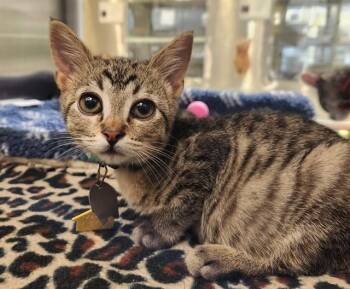 MANNY -  Domestic Short Hair Cat for Adoption in St. Louis, Missouri - MANNY | PetCurious
