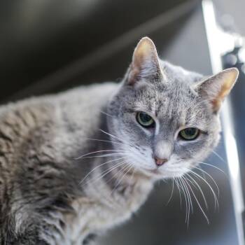 Domestic Short Hair Cats Available for Adoption in Dover, New Hampshire - Dahli | PetCurious