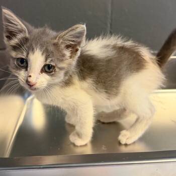 TUSC-Stray-84702 -  Domestic Short Hair Cat for Adoption in Tuscaloosa, Alabama - TUSC-Stray-84702 | PetCurious