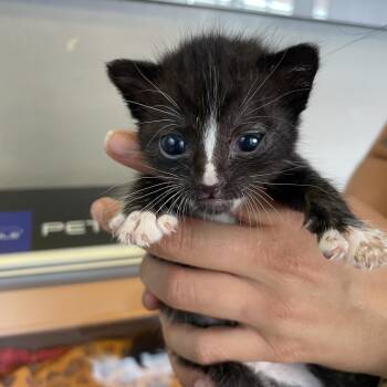 Diego -  Domestic Short Hair Cat for Adoption in Los Angeles, California - Diego | PetCurious