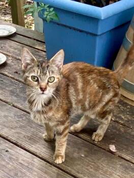 Rescue Domestic Short Hair Cats for Adoption in Gastonia, North Carolina - Harley | PetCurious